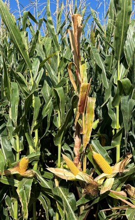 corn stunt example