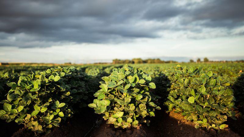 healthy soybean plants in field