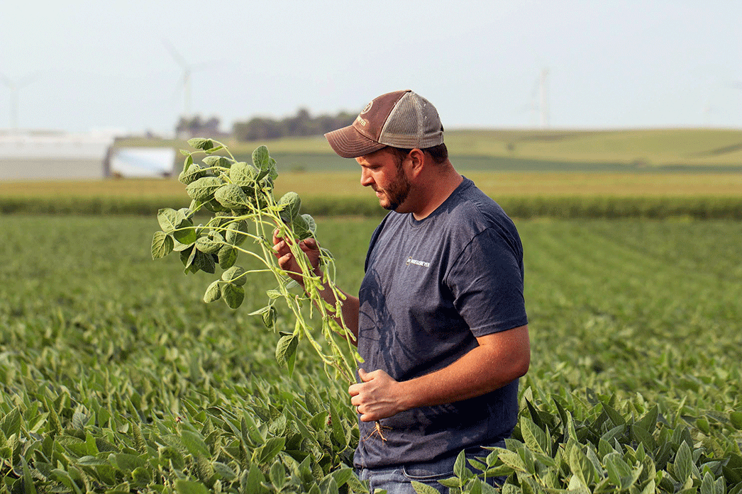 man in soybean field
